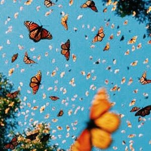 Meet your Posher, Mia